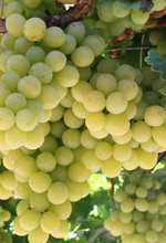 Prime Seedless