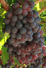 Sunred Seedless